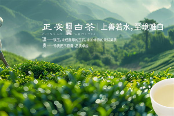 正安白茶 正安白茶
